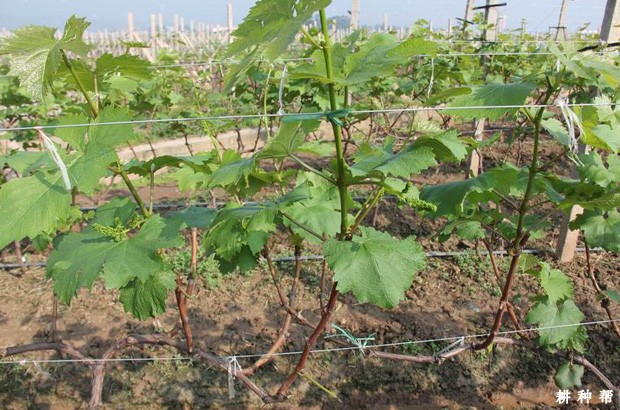 怎样促进葡萄花芽分化 怎样促进葡萄花芽分化