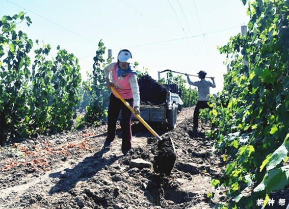 怎样促进葡萄花芽分化 怎样促进葡萄花芽分化