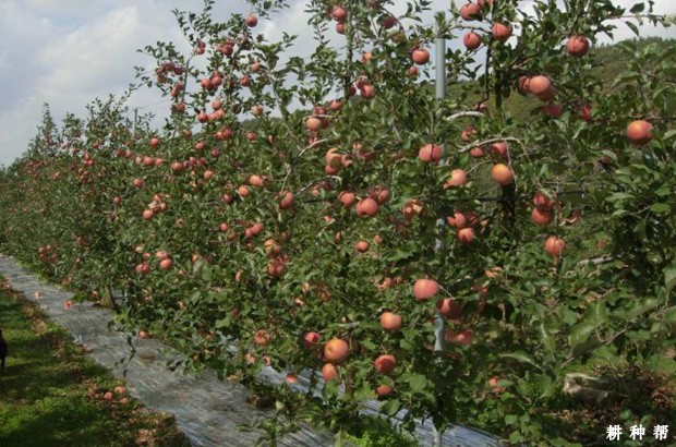 苹果树的生长周期如何划分? 苹果树的生长周期如何划分?