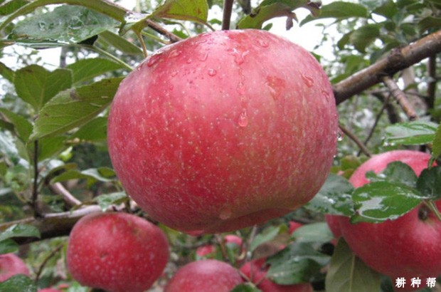 蜜脆苹果品种好不好? 蜜脆苹果品种好不好?