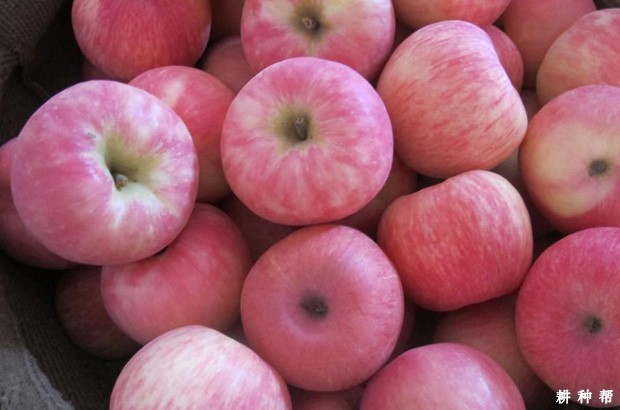 蜜脆苹果品种好不好? 蜜脆苹果品种好不好?