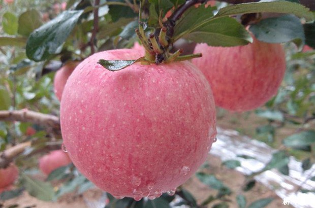 蜜脆苹果品种好不好? 蜜脆苹果品种好不好?