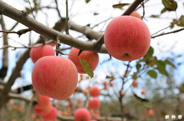 蜜脆苹果品种好不好? 蜜脆苹果品种好不好?
