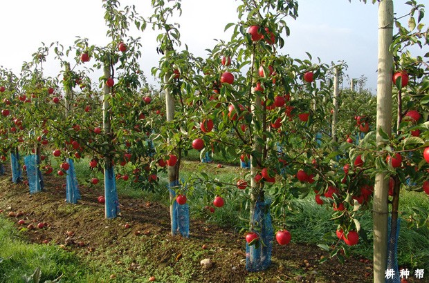 苹果树根系有什么特点? 苹果树根系有什么特点?