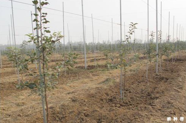 苹果树根系有什么特点? 苹果树根系有什么特点?