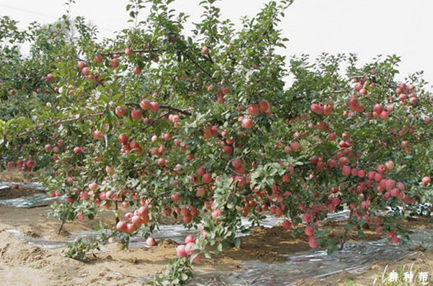 苹果树根系有什么特点? 苹果树根系有什么特点?