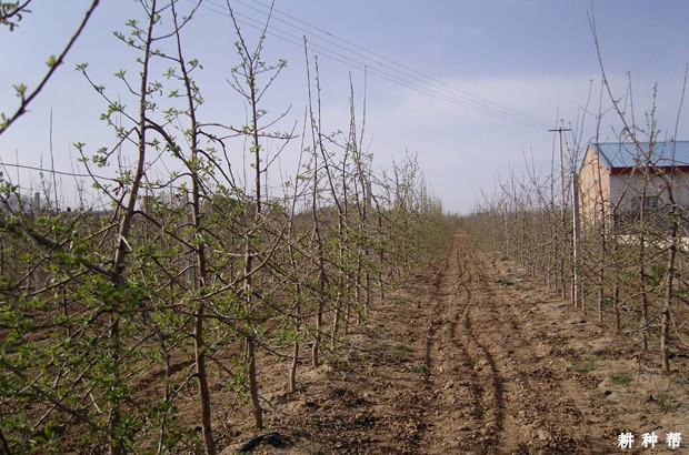 矮砧苹果树有什么优点? 矮砧苹果树有什么优点?