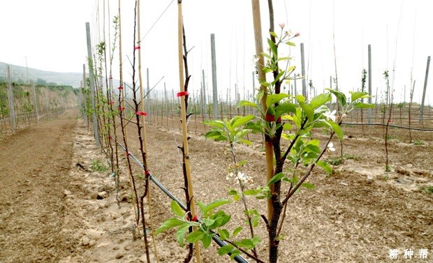 矮砧苹果树有什么优点? 矮砧苹果树有什么优点?