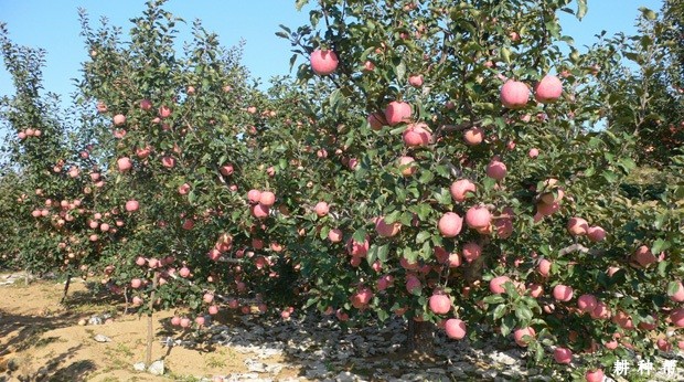 苹果果实生长发育需要什么养分? 苹果果实生长发育需要什么养分?