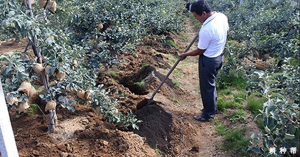 苹果果实生长发育需要什么养分? 苹果果实生长发育需要什么养分?