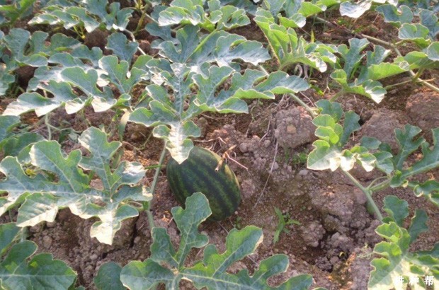 种植西瓜不能使用哪些农药和肥料? 种植西瓜不能使用哪些农药和肥料?