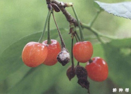 樱桃树发生灰霉病怎么办? 樱桃树发生灰霉病怎么办?