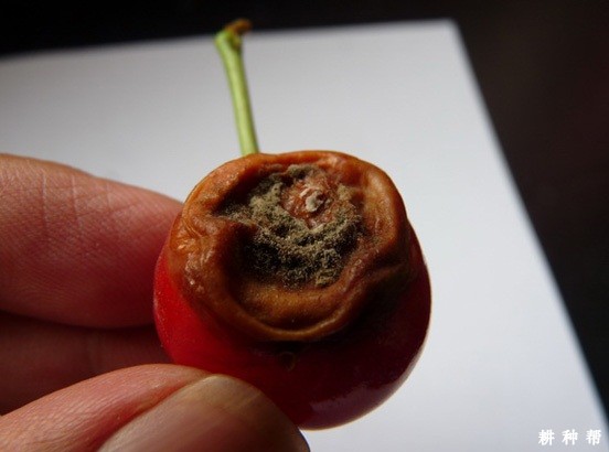 樱桃树发生灰霉病怎么办? 樱桃树发生灰霉病怎么办?