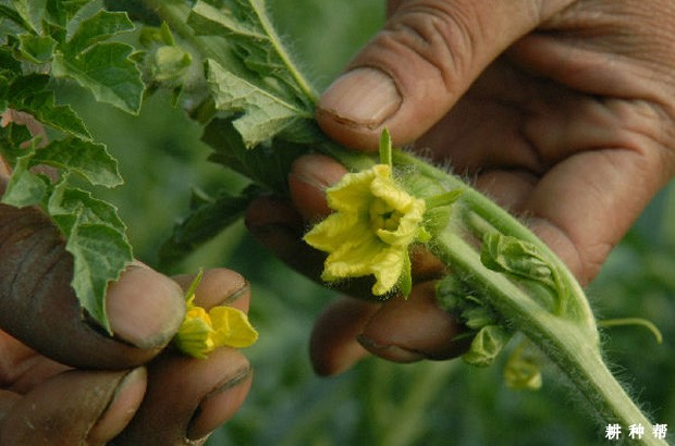西瓜开花有哪些特点? 西瓜开花有哪些特点?