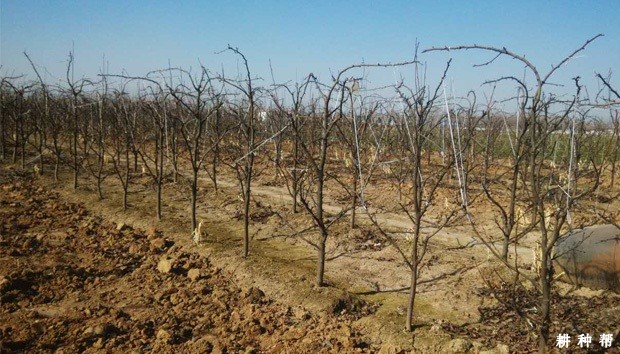 为什么梨树要进行修剪？