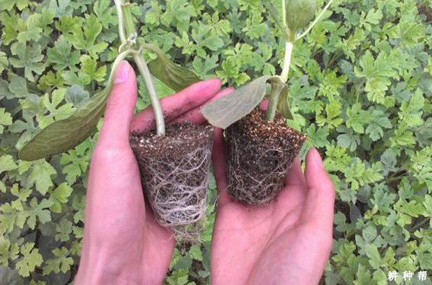 西瓜根系生长习性是怎么样? 西瓜根系生长习性是怎么样?