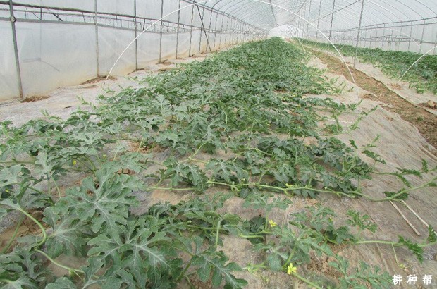 西瓜根系生长习性是怎么样? 西瓜根系生长习性是怎么样?