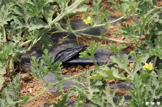 西瓜根系生长习性是怎么样? 西瓜根系生长习性是怎么样?