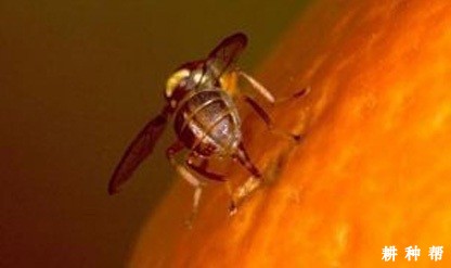 樱桃翅斑实蝇如何防治？