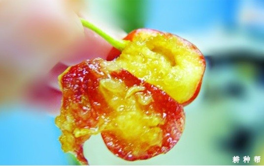 樱桃果蝇怎样防治？