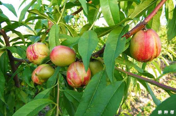 油桃裂果该怎么防治? 油桃裂果该怎么防治?