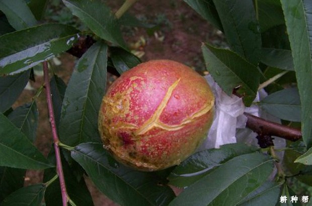 油桃裂果该怎么防治? 油桃裂果该怎么防治?