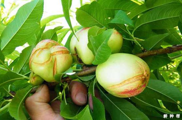 油桃裂果该怎么防治? 油桃裂果该怎么防治?