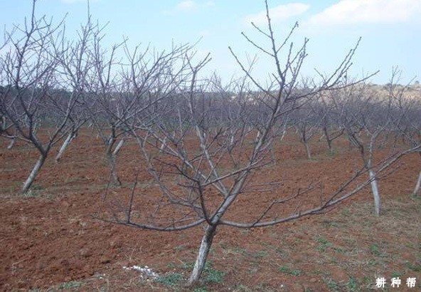 桃树浇水**时间是什么时候？