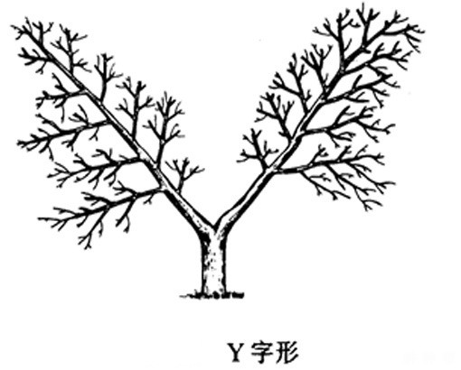 新栽的桃树如何整形? 新栽的桃树如何整形?