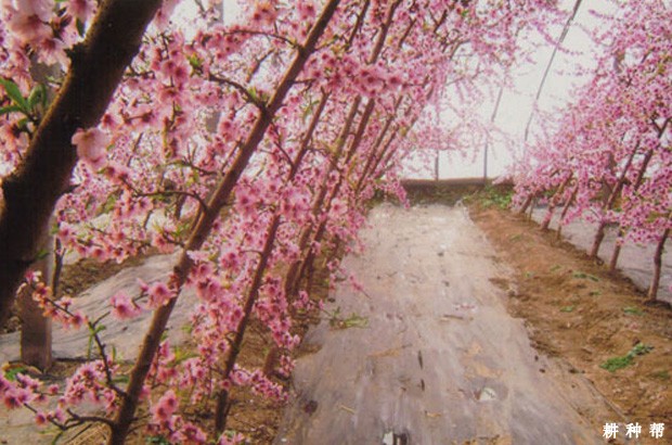 新栽的桃树如何整形? 新栽的桃树如何整形?