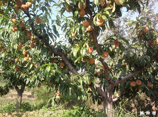 桃树的生命周期是怎么样? 桃树的生命周期是怎么样?