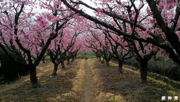 桃树的生命周期是怎么样? 桃树的生命周期是怎么样?