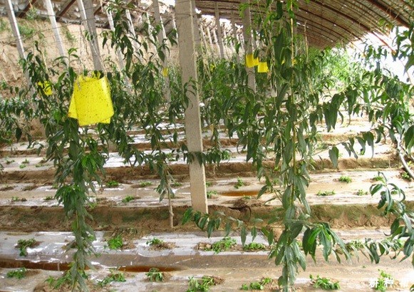 桃树的生命周期是怎么样? 桃树的生命周期是怎么样?