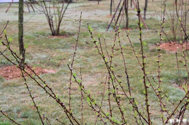 桃树的芽有什么特性？