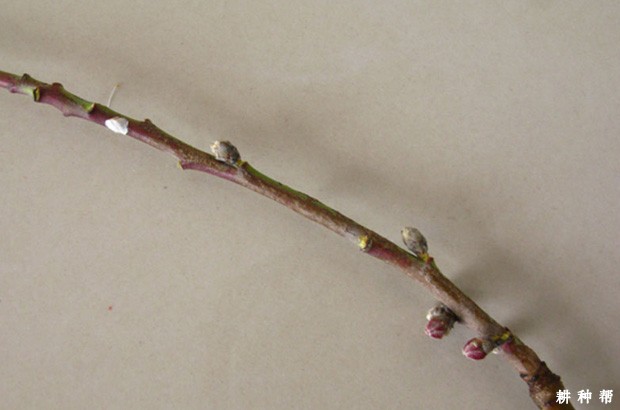 桃树的芽有什么特性？