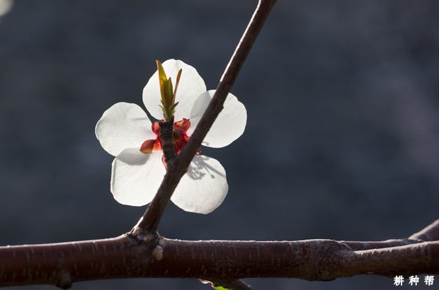 桃树的芽有什么特性？