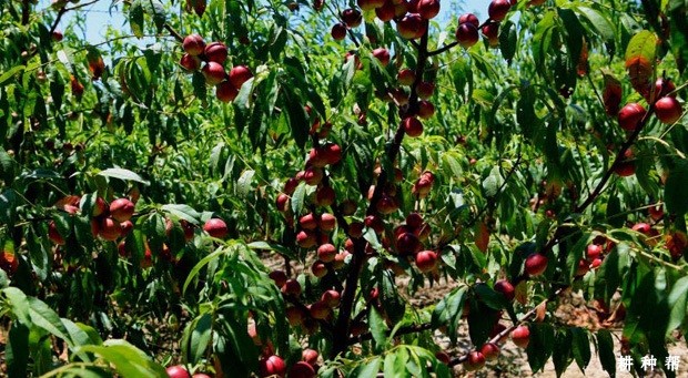 种植油桃有什么要求? 种植油桃有什么要求?