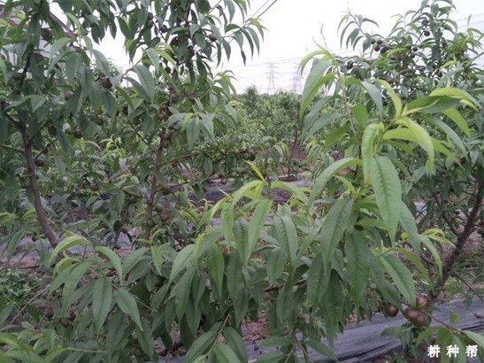 种植油桃有什么要求? 种植油桃有什么要求?