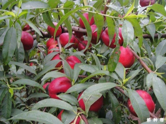 种植油桃有什么要求? 种植油桃有什么要求?