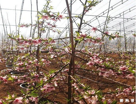 桃树枝干有什么特点? 桃树枝干有什么特点?