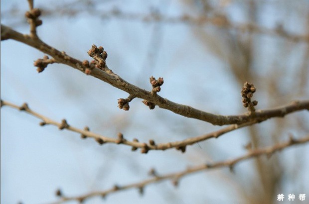 桃树枝干有什么特点? 桃树枝干有什么特点?