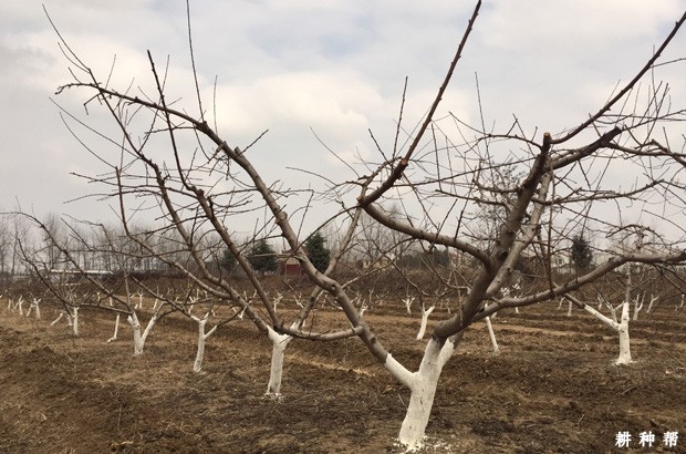 桃树枝干有什么特点? 桃树枝干有什么特点?