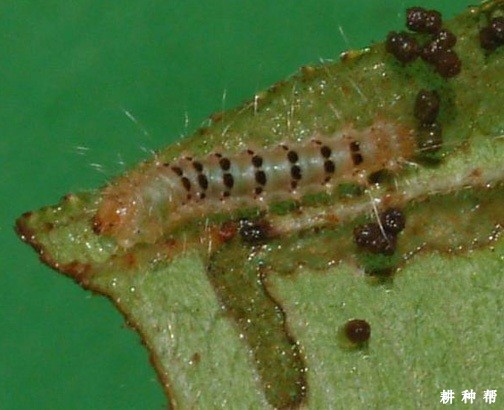 核桃瘤蛾怎样防治? 核桃瘤蛾怎样防治?