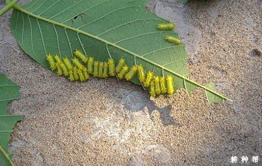 核桃瘤蛾怎样防治? 核桃瘤蛾怎样防治?