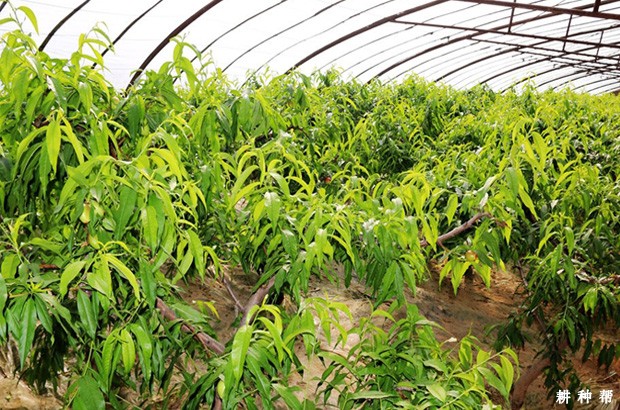 油桃幼树怎样修剪? 油桃幼树怎样修剪?