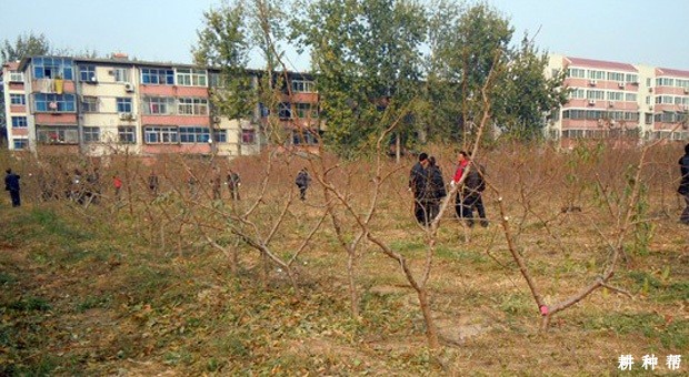 油桃幼树怎样修剪? 油桃幼树怎样修剪?