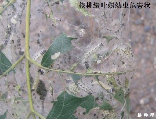 核桃缀叶螟如何防治? 核桃缀叶螟如何防治?