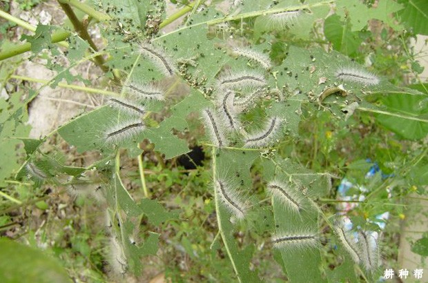 核桃缀叶螟如何防治? 核桃缀叶螟如何防治?