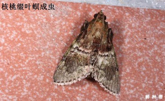 核桃缀叶螟如何防治? 核桃缀叶螟如何防治?