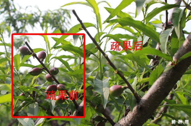 桃树怎样疏花疏果? 桃树怎样疏花疏果?